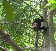 Eulemur macaco