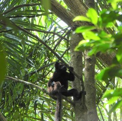 Eulemur macaco