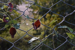 Aristolochia baetica