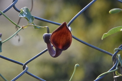 Aristolochia baetica