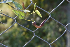 Aristolochia baetica