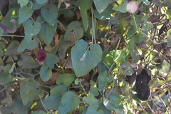 Aristolochia baetica