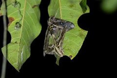 Hemeroplanes triptolemus