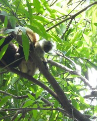 Eulemur macaco