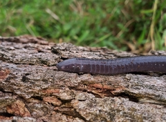 Gymnopis multiplicata