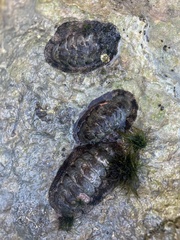 Acanthopleura