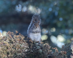 Sciurus carolinensis