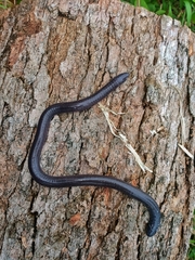 Gymnopis multiplicata