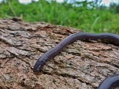 Gymnopis multiplicata