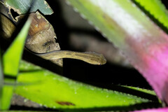 Thamnodynastes pallidus