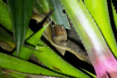 Thamnodynastes pallidus