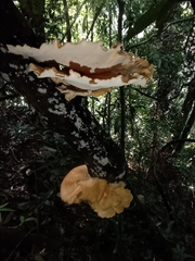 Fungi