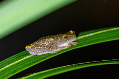 Dendropsophus reticulatus