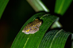 Dendropsophus reticulatus