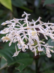 Palicourea violacea