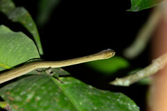 Thamnodynastes pallidus