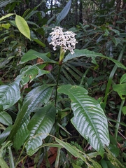 Palicourea violacea