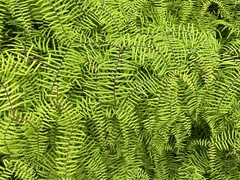 Gleichenia
