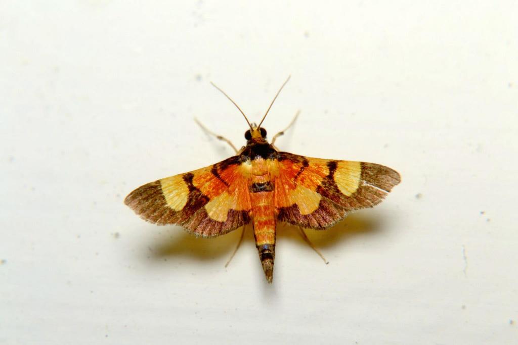 Aethaloessa
