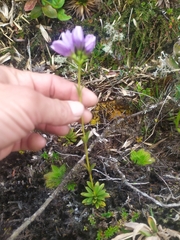 Gentianella corymbosa