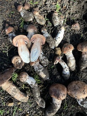 Agaricus brunneofibrillosus