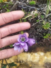 Gentianella corymbosa
