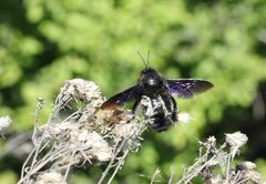 Xylocopa violacea