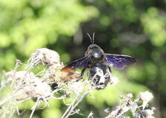 Xylocopa violacea