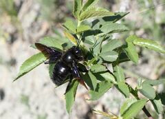 Xylocopa violacea