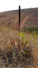 Aloe macroclada image