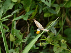 Mestra hersilia