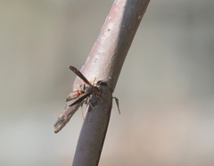 Polistes bahamensis