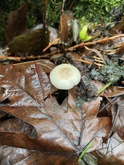 Clitocybe deceptiva