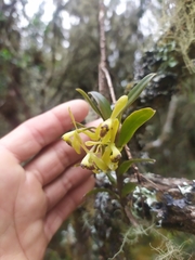 Epidendrum erosum