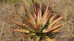 Aloe macroclada image