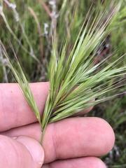 Bromus