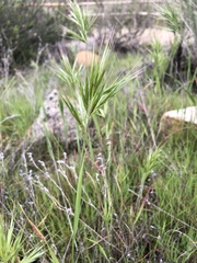 Bromus