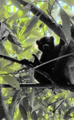 Eulemur macaco