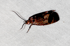 Pycnocera hypoxantha