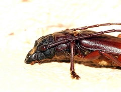 Cacodacnus planicollis