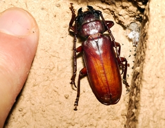 Cacodacnus planicollis