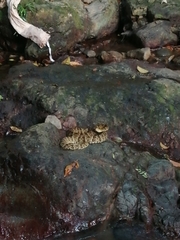 Bothrops punctatus