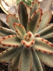 Kalanchoe tomentosa