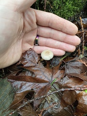 Clitocybe deceptiva