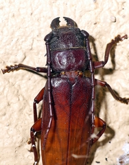 Cacodacnus planicollis