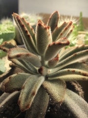 Kalanchoe tomentosa