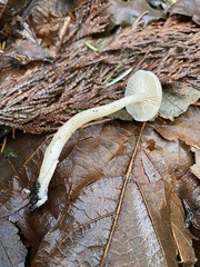 Clitocybe deceptiva