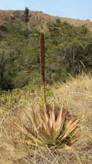 Aloe macroclada image