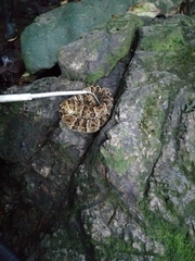 Bothrops punctatus
