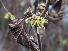 Hamamelis